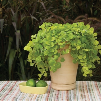 Lysimachia nummularia