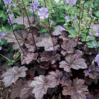 Heuchera 