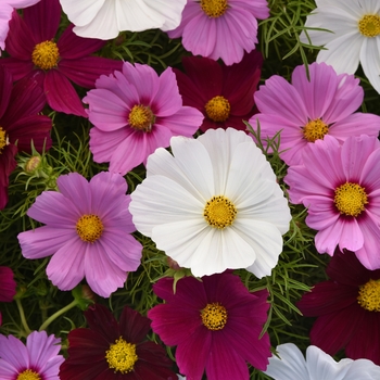 Cosmos bipinnatus