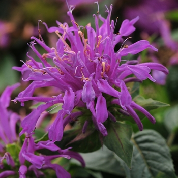 Monarda didyma 'Lilac' Balbalmac PP26594 (Bee Balm)