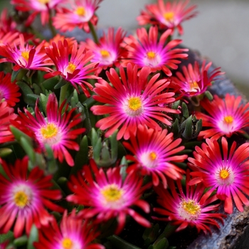 Delosperma 'Jewel of Desert Garnet'