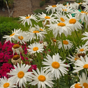 Leucanthemum x superbum