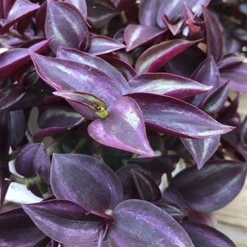 Tradescantia zebrinus 'Purple'