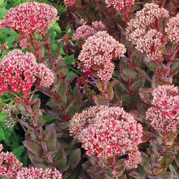 Sedum 