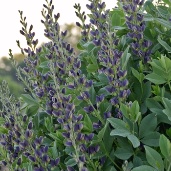 Baptisia australis