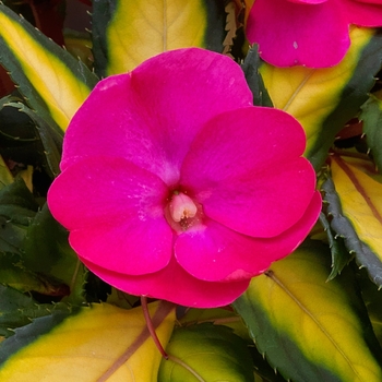 Impatiens 