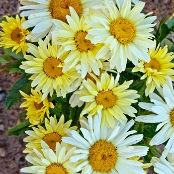 Leucanthemum x superbum (Shasta Daisy)