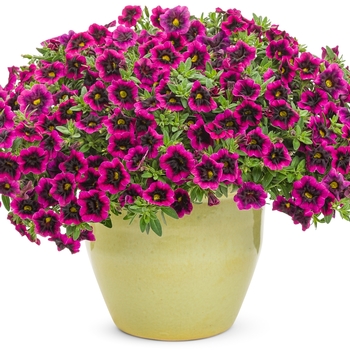 Calibrachoa 