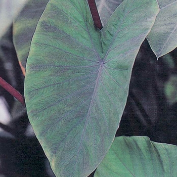 Colocasia esculenta 'Heart of the Jungle' (Elephant's Ears)