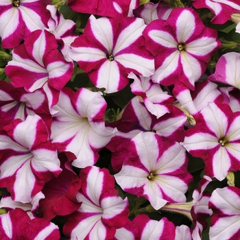 Petunia 