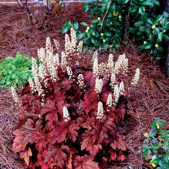 Heucherella 