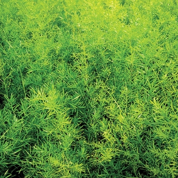 Asparagus densiflorus (Asparagus Fern)