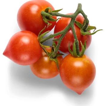 Lycopersicon esculentum 'Goodhearted™' (Tomato)