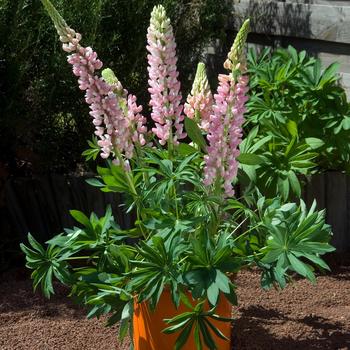 Lupinus polyphyllus 'Gallery Mini Pink'