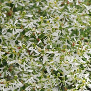 Euphorbia hypericifolia