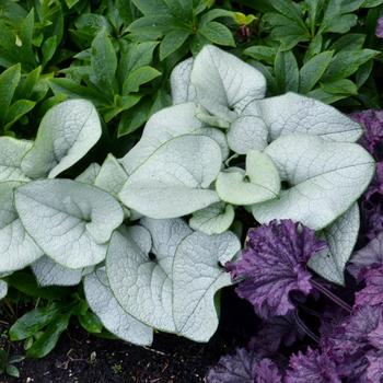 Brunnera 