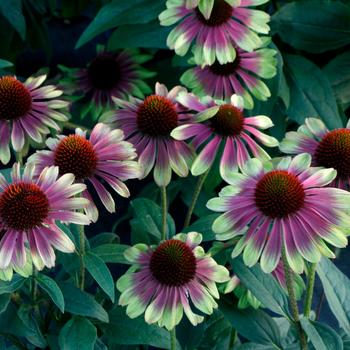 Echinacea hybrid Kismet&trade; 'Sweet Sandia'