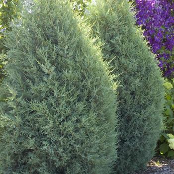 Juniperus scopulorum 'Medora'