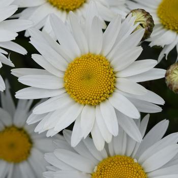 Leucanthemum x superbum