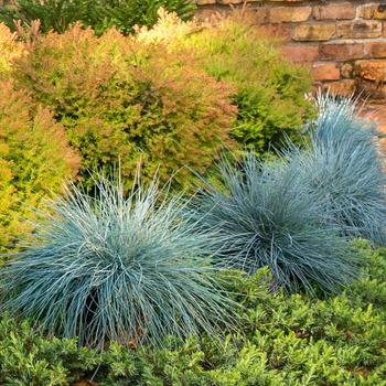 Festuca glauca 'Blue Fescue'