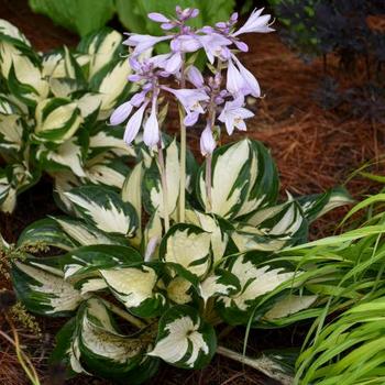 Hosta 