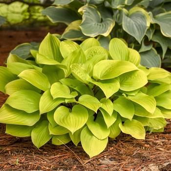 Hosta 
