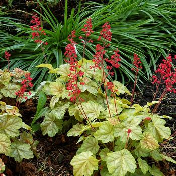 Heuchera (Coral Bells)