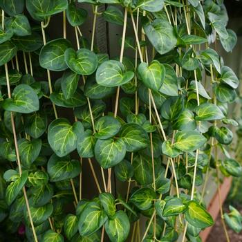 Vinca major (Vinca Vine)