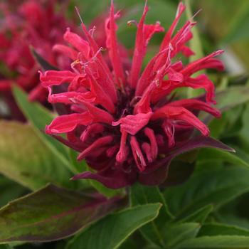 Monarda didyma (Bee Balm)