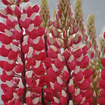 Lupinus polyphyllus 'Red & White' (Lupine)