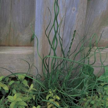 Juncus effusus 'Spiralis'