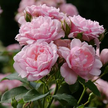 Rosa (Rose)