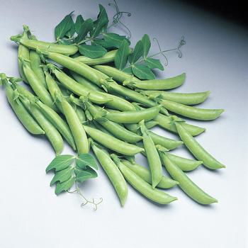 Pisum sativum