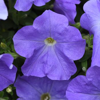 Petunia 