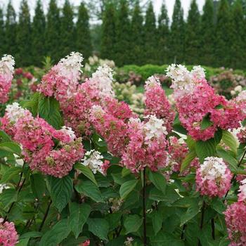 Hydrangea paniculata