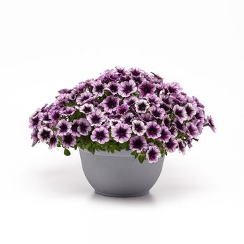 Petunia 