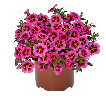 Calibrachoa (Million Bells)