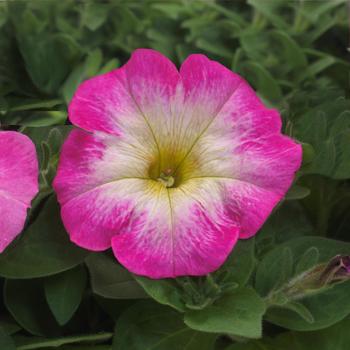 Petunia