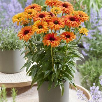 Echinacea