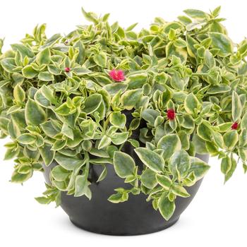 Dorotheanthus bellidiformis 'Mezoo Trailing Red'
