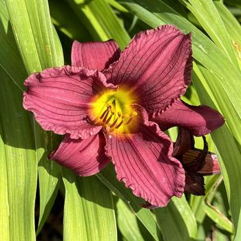 Hemerocallis 
