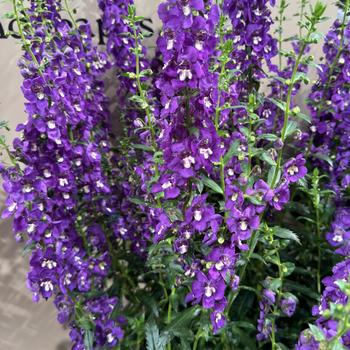 Angelonia angustifolia (Summer Snapdragon)