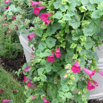 Lophospermum 'Compact Rose' (Lophospermum)