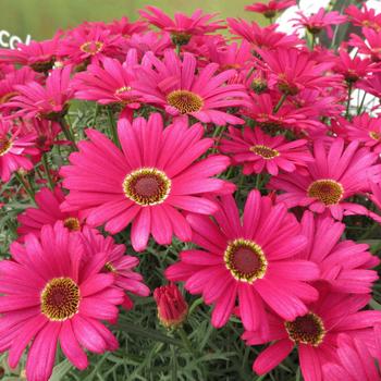 Argyranthemum (Marguerite Daisy)