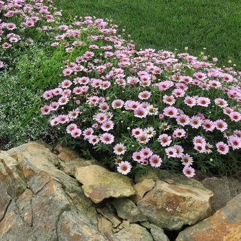 Argyranthemum (Marguerite Daisy)