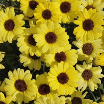 Argyranthemum frutescens