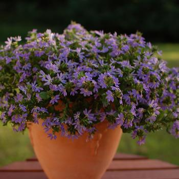 Scaevola (Fan Flower)