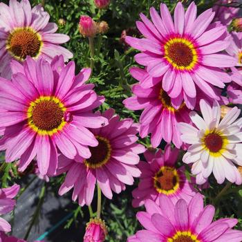 Argyranthemum (Marguerite Daisy)