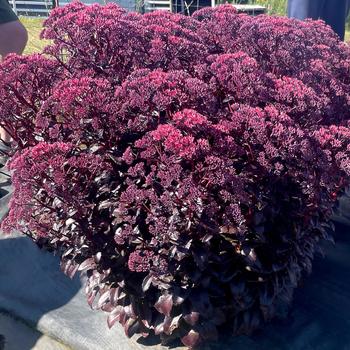 Sedum