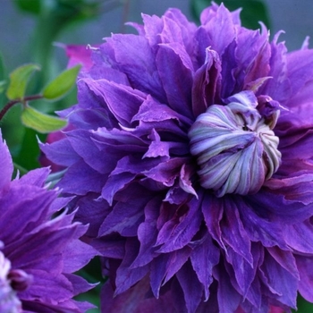 Clematis 
